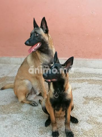 Animo - Malinois mal et femelle