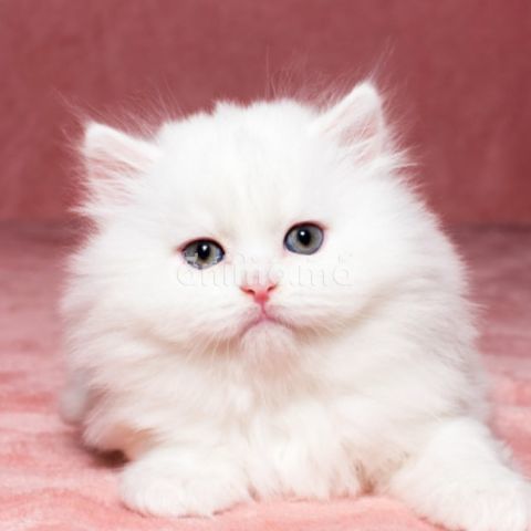 Animo - Magnifique chaton scottish straight