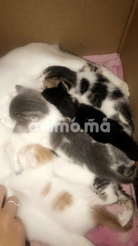 Animo - 5 chaton a adopté