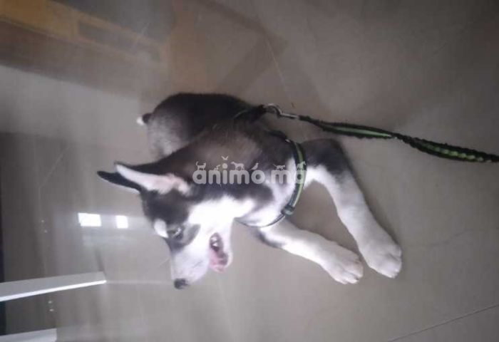 Animo Ma Husky Chiot De 2 Mois A Vendre Offre Vendre A Casablanca Dans Chiens