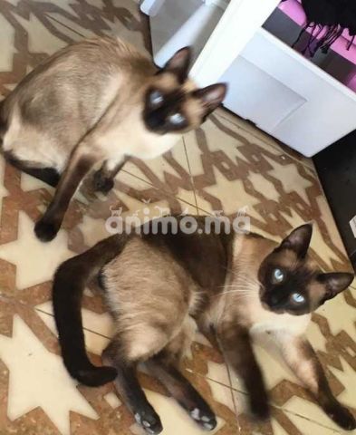 Animo Ma 2 Chats Siamo A Vendre Offre Vendre A Casablanca Dans Chats