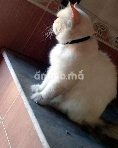 Animo - persan mall avendar