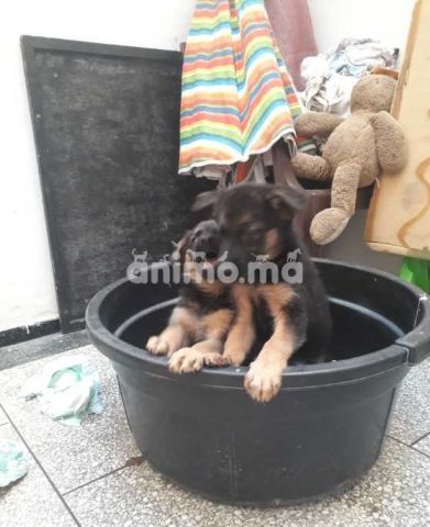 Animo - chiots berger allemand