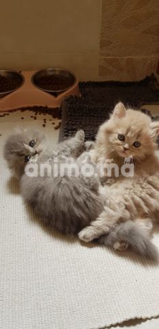 Animo - Des magnifique chatons scottish fold et straight