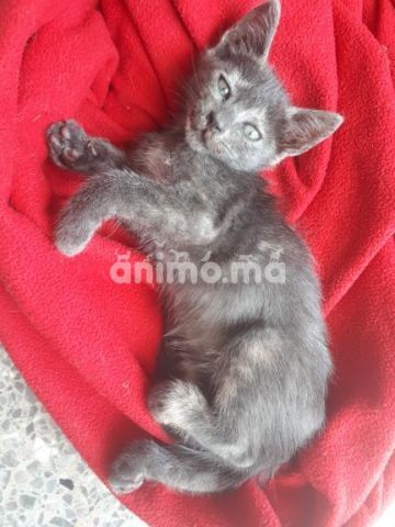 Animo - Chaton à adopter à Rabat