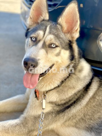 Animo - Husky male