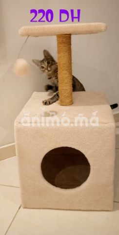 Animo - Griffoir et arbre a chat