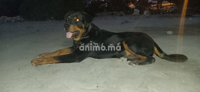 Animo - Rott weiller