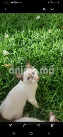 Animo Ma Chats A Vendre Acheter Ou Adopter Dans Tout Le Maroc