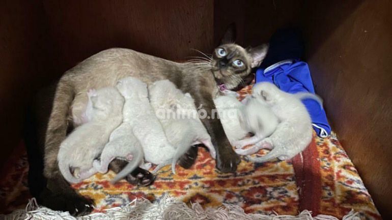 Animo Ma Des Petits Siamo Offre Vendre A Casablanca Dans Chats