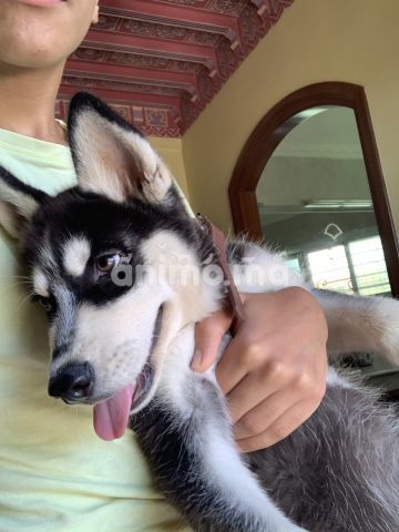 Animo - Husky (animal planet)