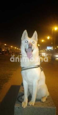 Animo - bergue suisse