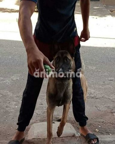 Animo - Malinois 7 mois