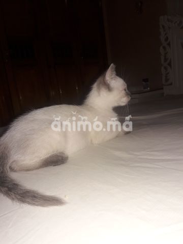 Animo - Chattons pour vendre