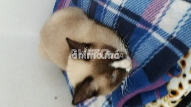 Animo - قط سيامي للبيع