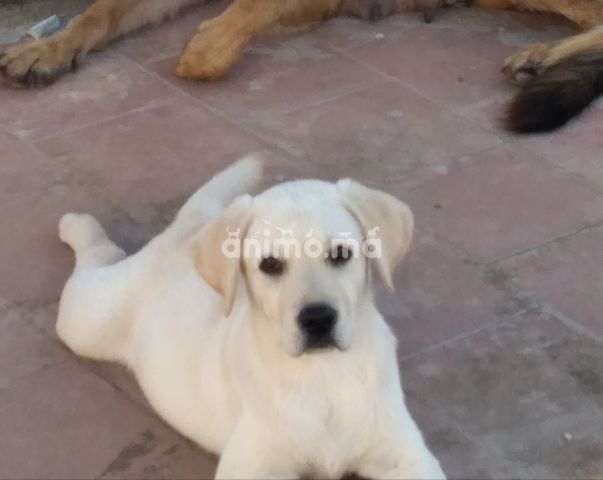 Animo - Labrador