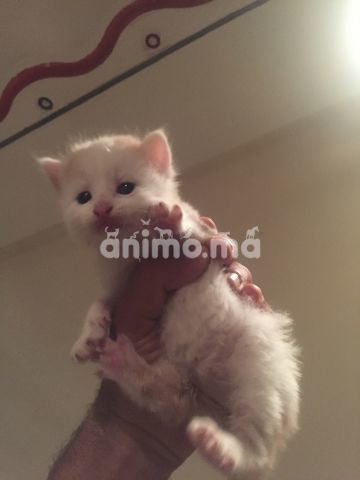 Animo - Des chatons himalayens et angoras et sacrées de Birmanie