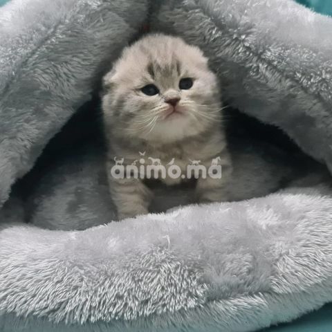 Animo - chatons scottish fold et straight