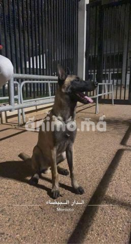 Animo - Malinois Male