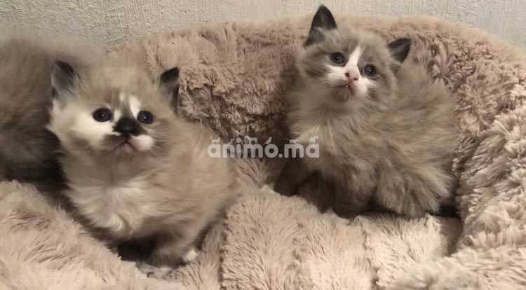 Animo - Sacré x siamois