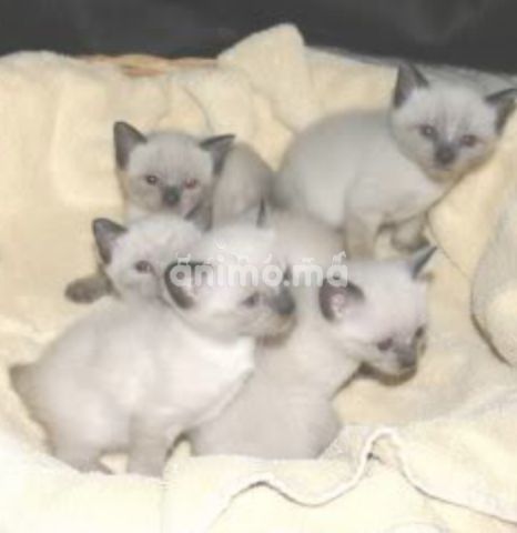 Animo Ma Chats A Vendre Acheter Ou Adopter Dans Tout Le Maroc