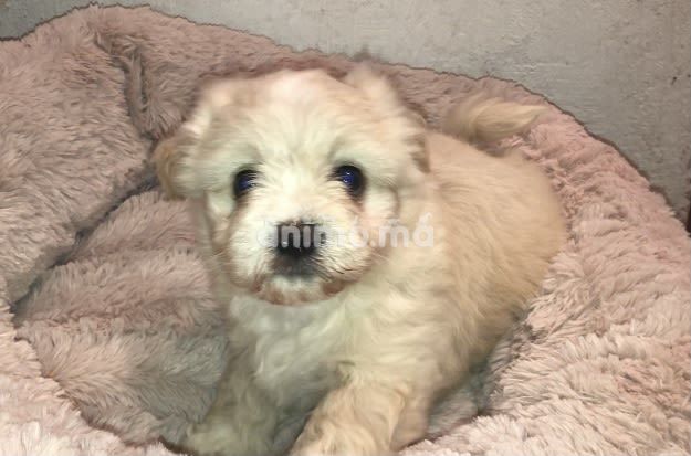 Animo - Bichon Havanais