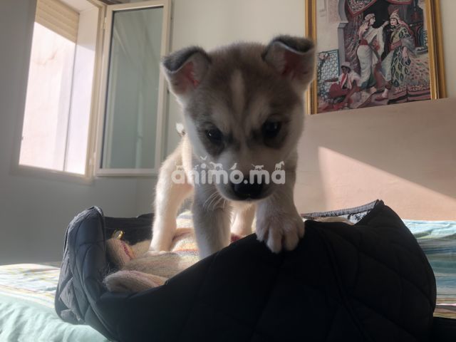 Animo - Husky Male de 3 mois avec puce et vaccins