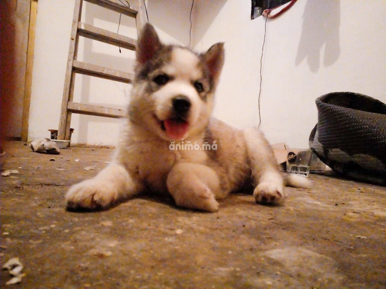 Animo - Petit Haskey a vendre