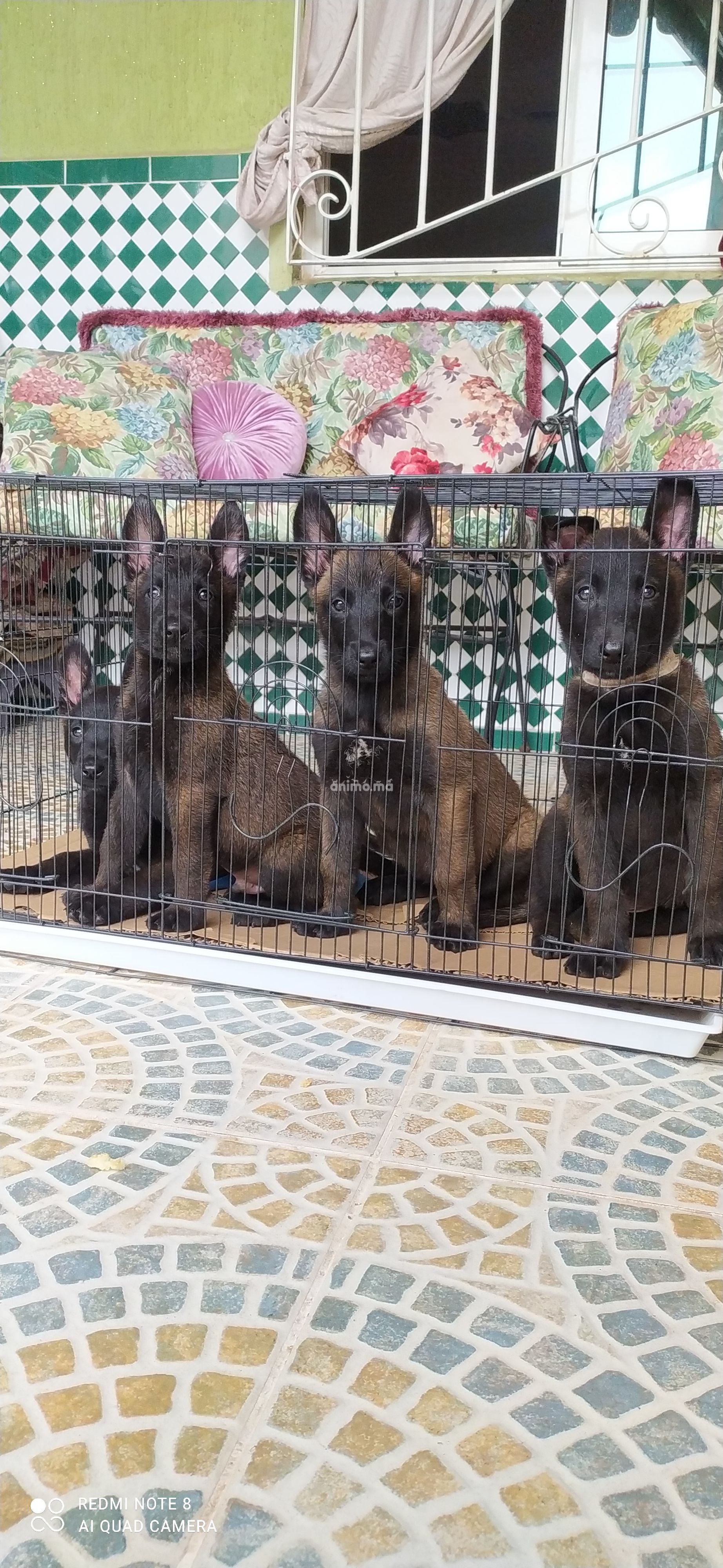 Animo - Malinois