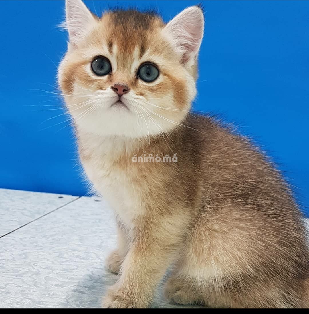 Animo - Chats British short hair