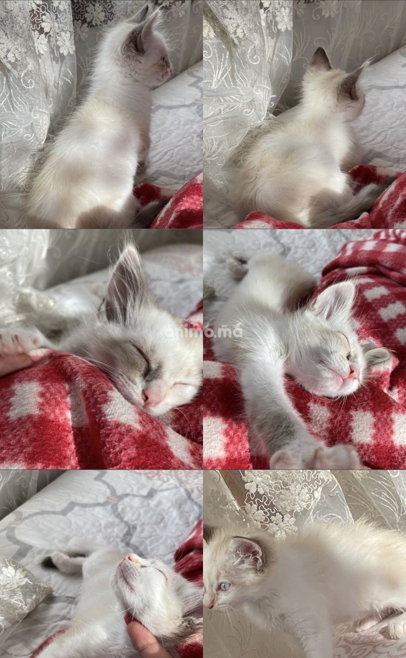 Animo - Chatte snowshoe siamoi