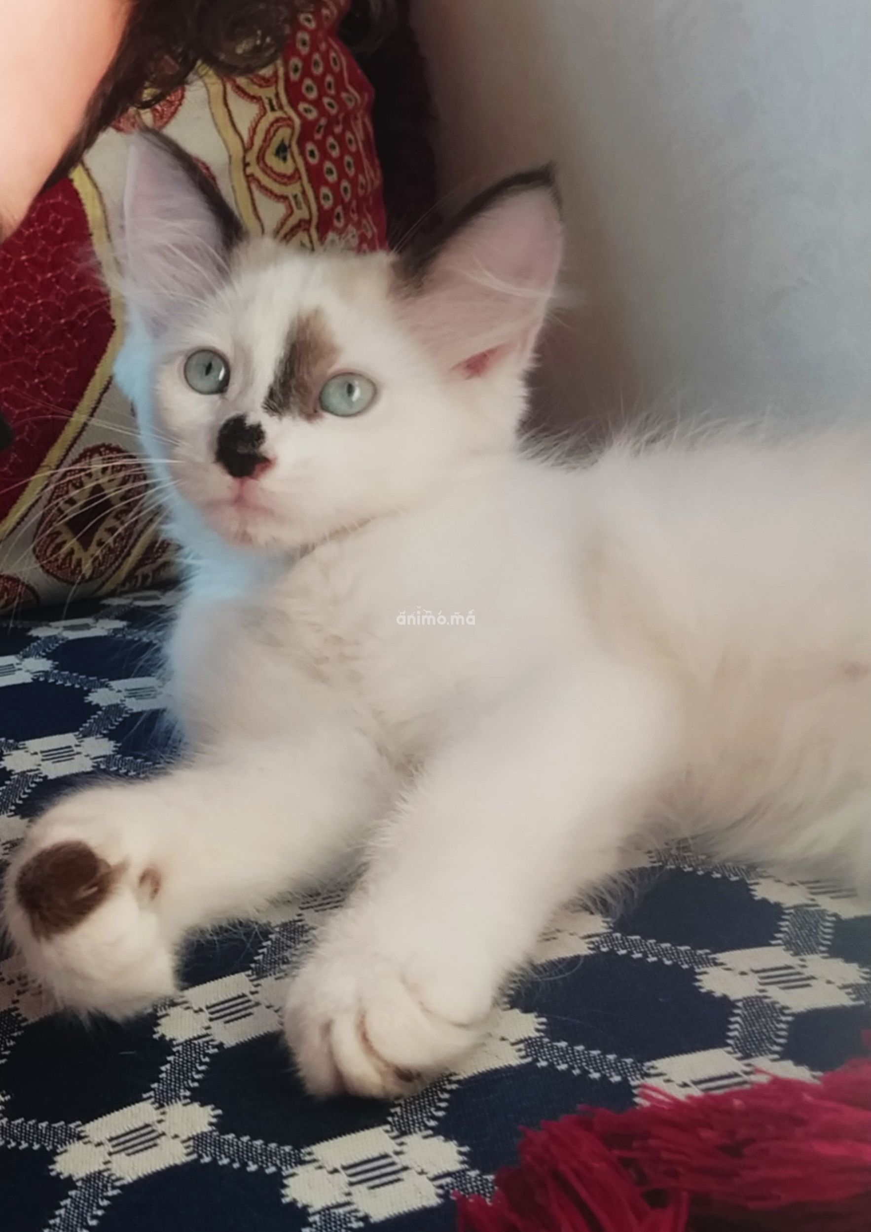 Animo Ma Chat Snowshoe Siamois A Adopter Offre Vendre A Casablanca Dans Chats