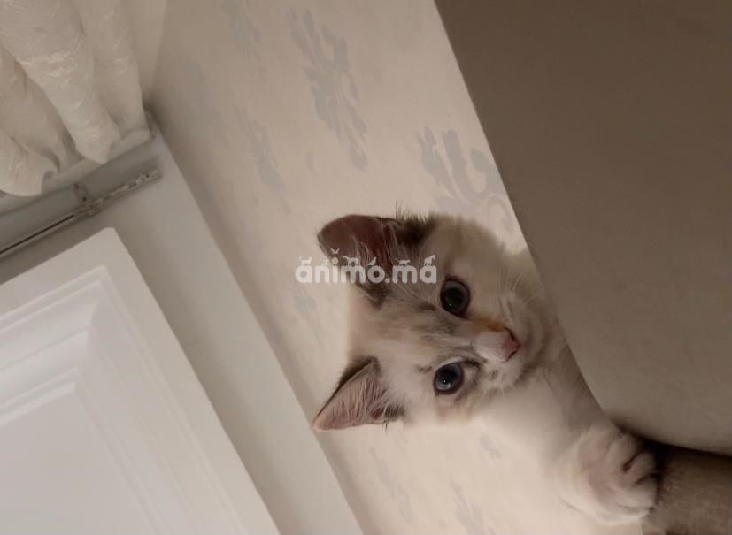 Animo Ma Chats A Vendre Acheter Ou Adopter Dans Tout Le Maroc