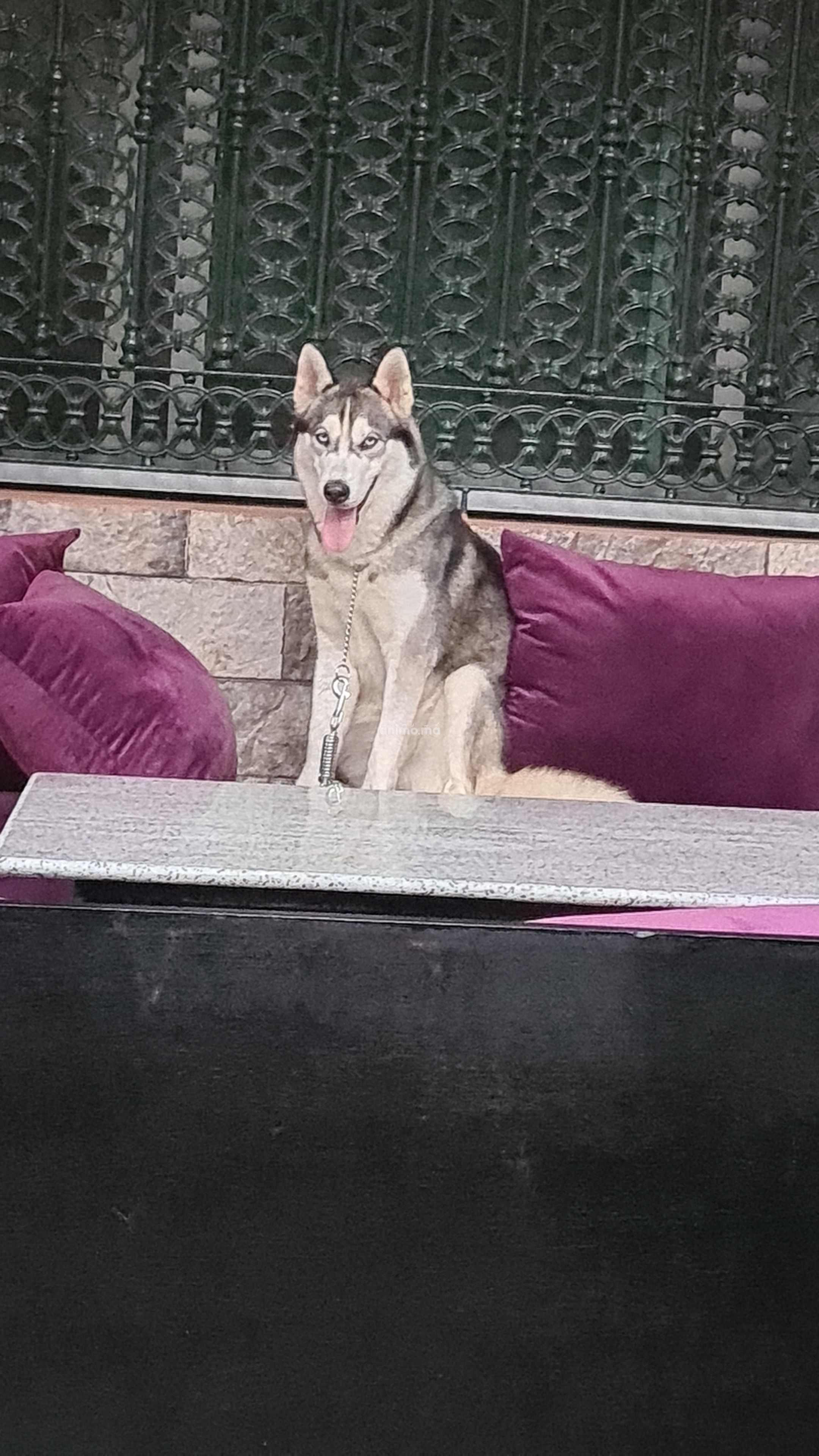 Animo - Husky sibérienne