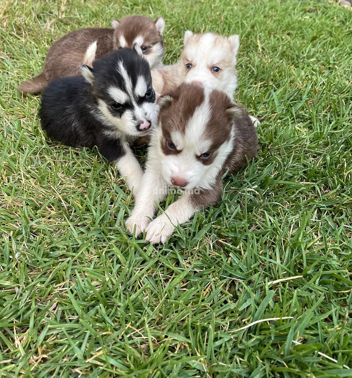 Animo - Chiots husky a vendre