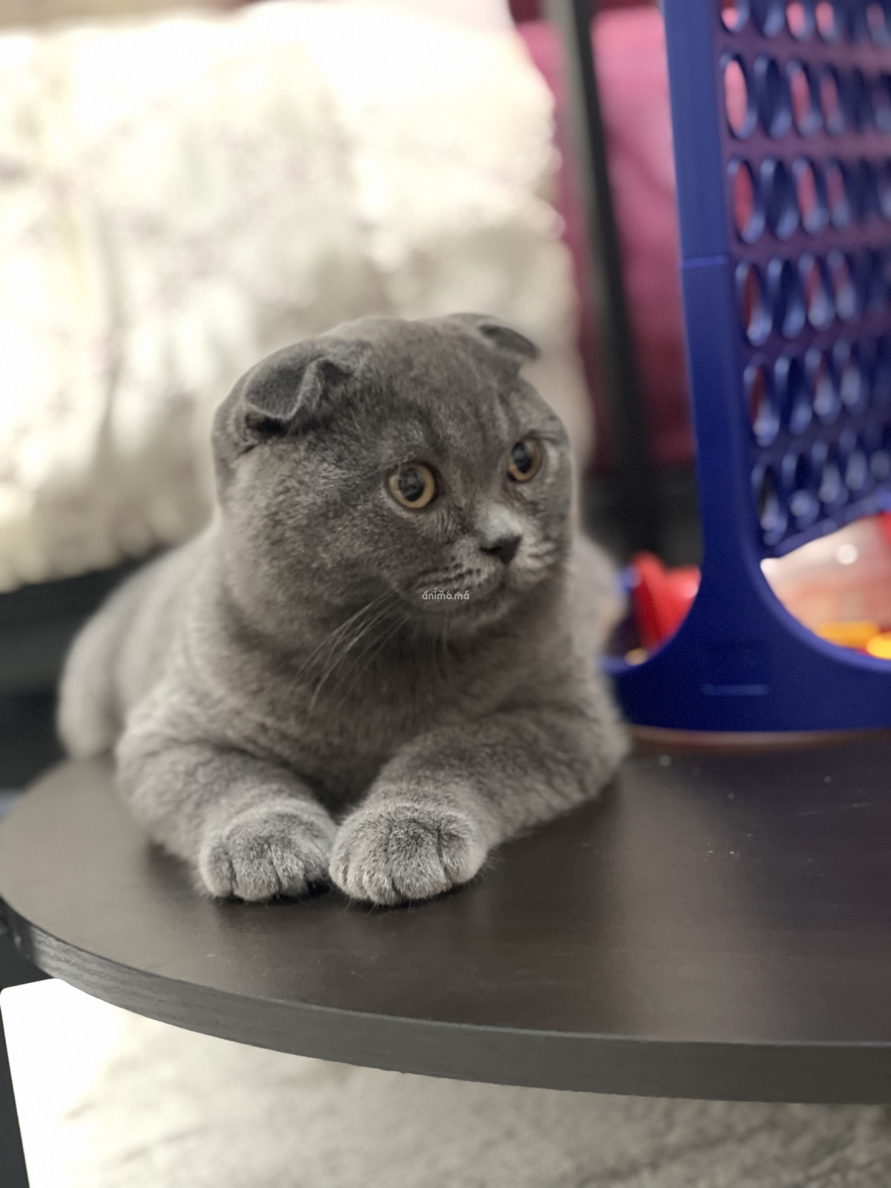 Animo - Scottish Fold Mâle