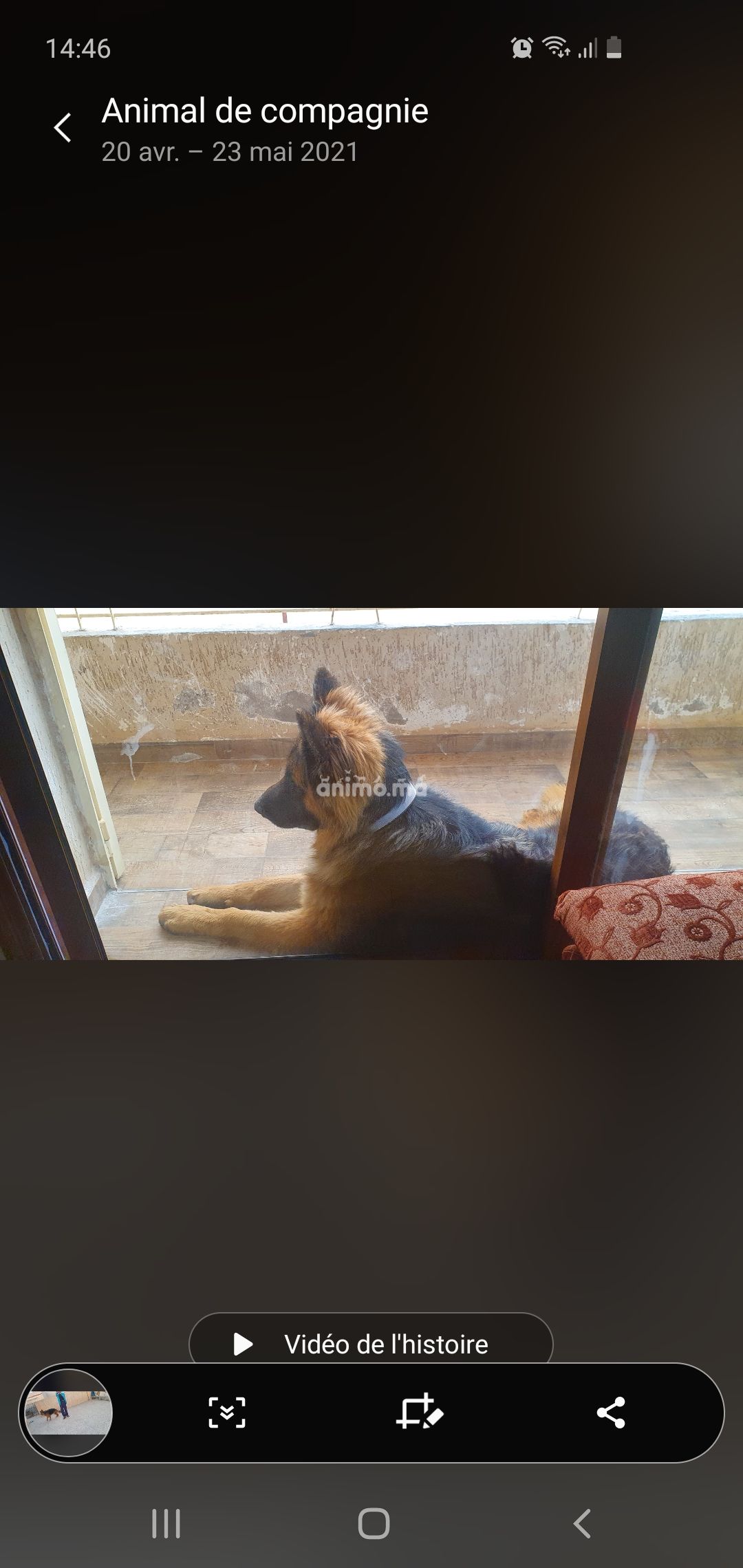 Animo - Vente chien berger allemand race pure Animo - Vente chien berger allemand race pure
