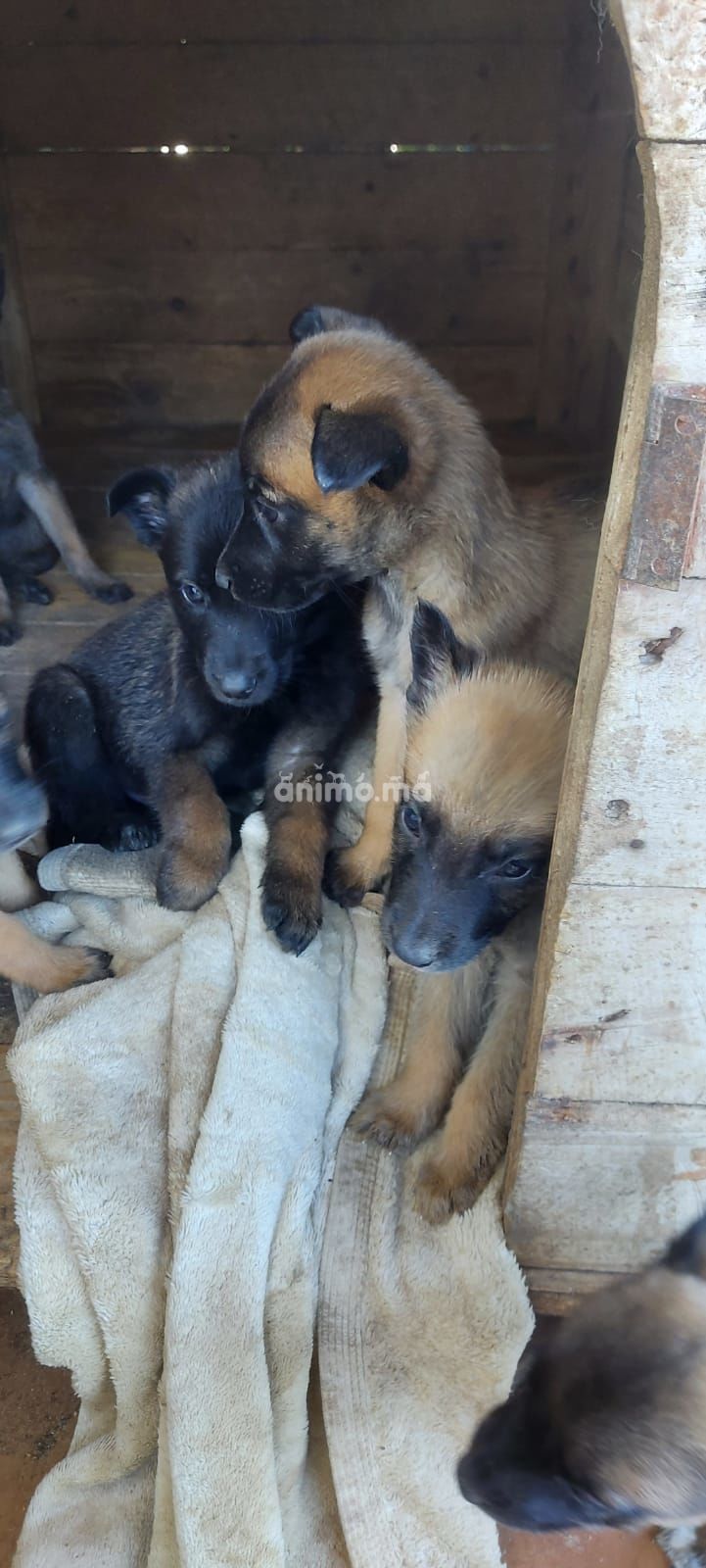 Animo - Chiots malinois 1mois pure race