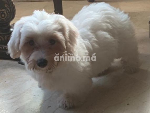 Animo - Bichon Havanais Pure race