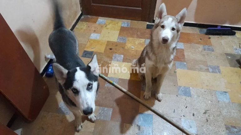 Animo - Husky femelle en vente