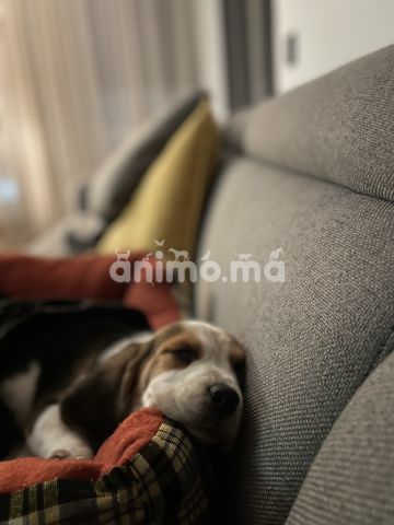 Animo - Chiot beagle