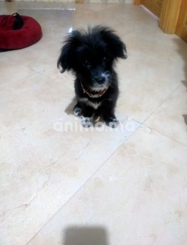 Animo - chien femelle Bichon