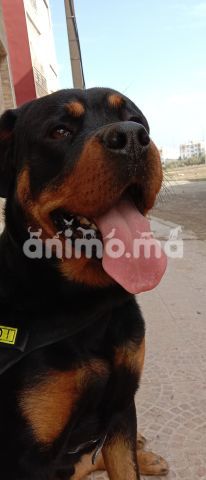 Animo - Rottweiler male