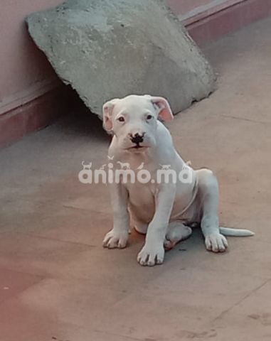 Animo - Chiots Dogue argentin