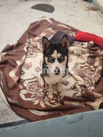Animo - Husky femelle à adopter