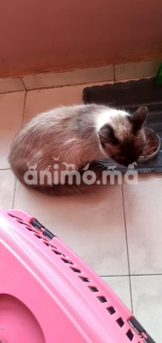 Animo - سيامو للبيع