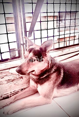 Animo - Chien a adopter 2ans