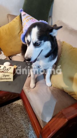 Animo - husky femelle 13 mois à adopter