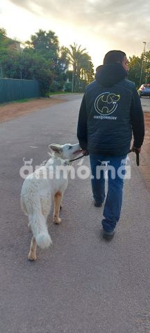Animo - Dog walker à Casablanca et rabat
