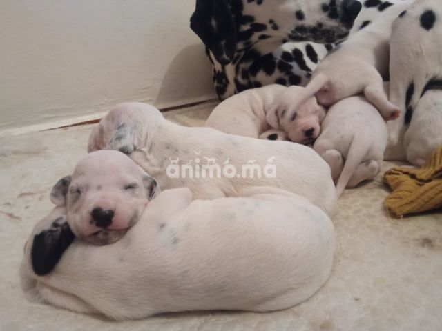 Animo - chiots dalmatiens